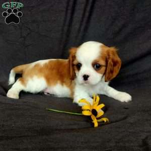 Mr Howdy, Cavalier King Charles Spaniel Puppy